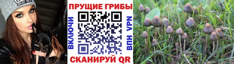 Купить где  Клинцы  Галлюциногенные грибы Psilocybine cubensis 